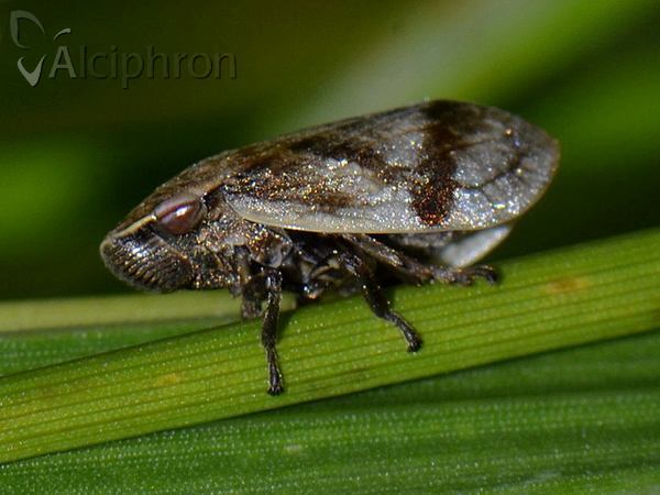 Lepyronia coleoptrata