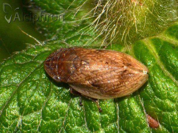 Lepyronia coleoptrata