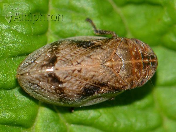 Lepyronia coleoptrata