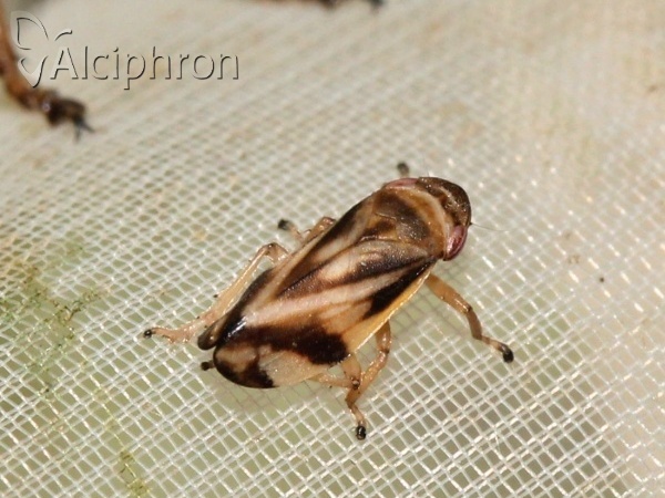 Neophilaenus albipennis