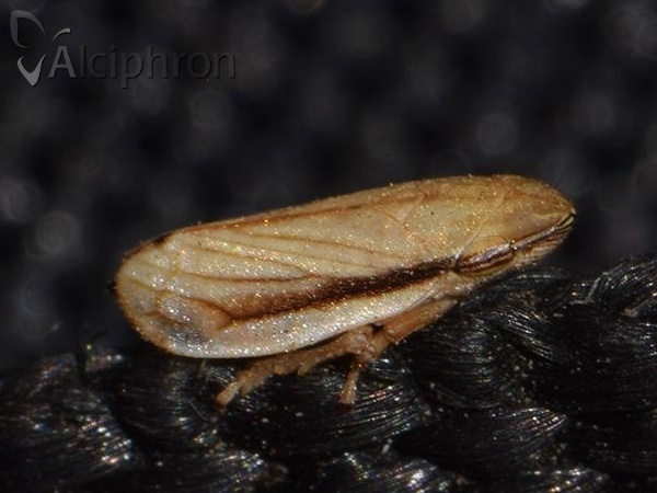 Neophilaenus lineatus