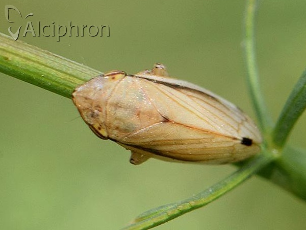 Neophilaenus lineatus
