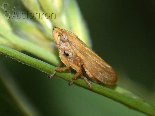 Philaenus spumarius