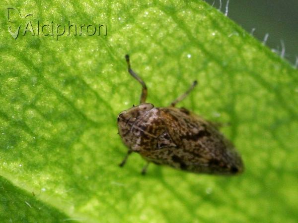 Philaenus spumarius