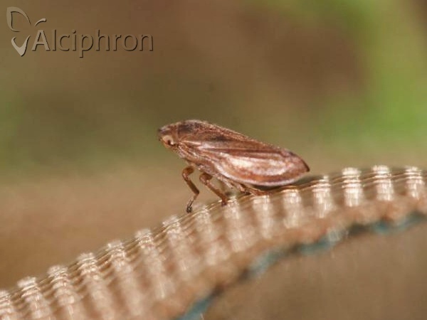 Philaenus spumarius