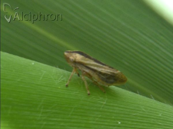 Philaenus spumarius