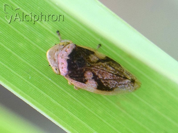 Philaenus spumarius