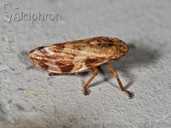 Philaenus spumarius