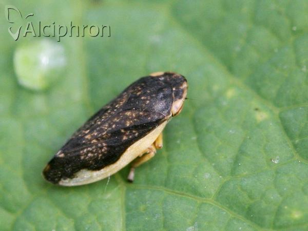 Philaenus spumarius