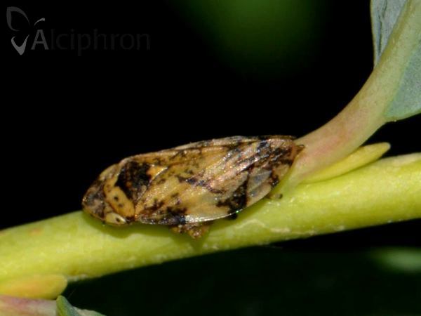 Philaenus spumarius