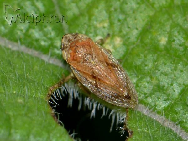 Philaenus spumarius