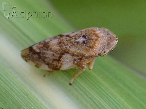 Philaenus spumarius