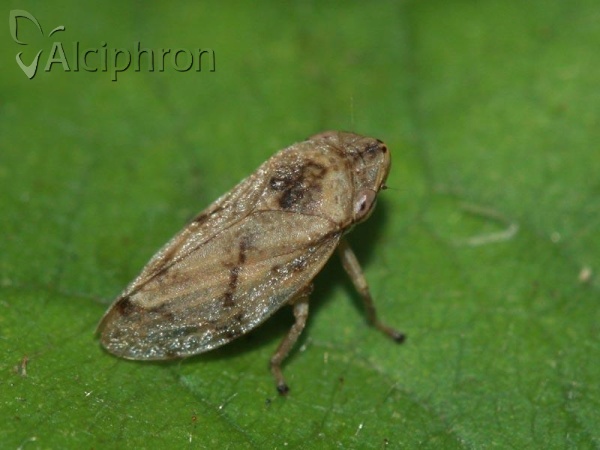 Philaenus spumarius