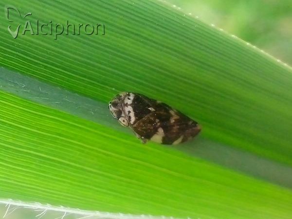 Philaenus spumarius