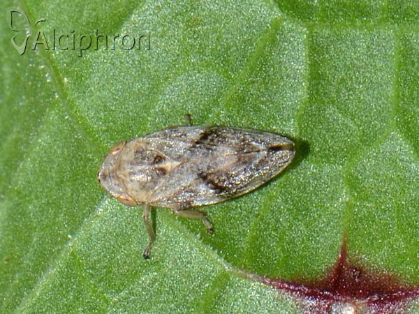 Philaenus spumarius