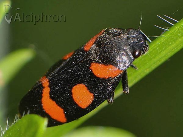 Cercopis arcuata