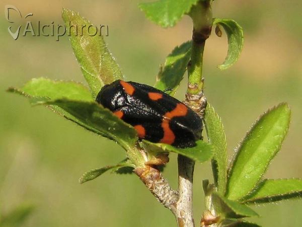 Cercopis arcuata