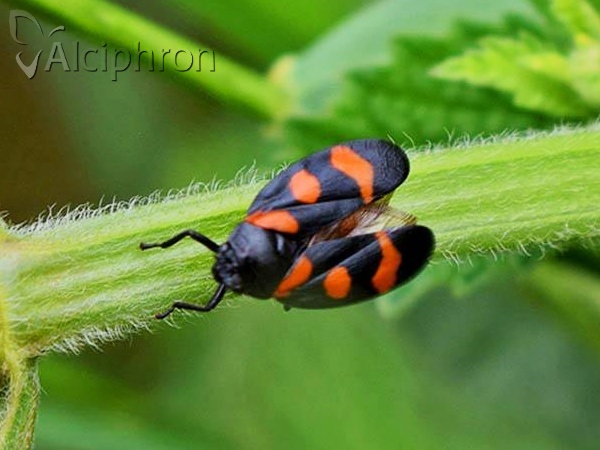 Cercopis arcuata