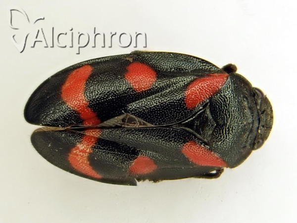 Cercopis arcuata
