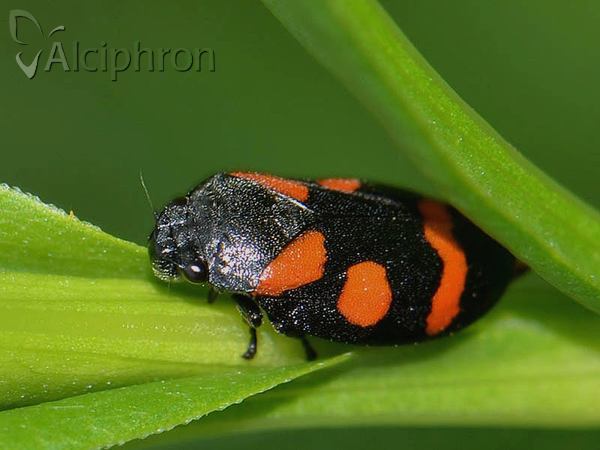 Cercopis sanguinolenta