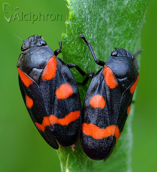 Cercopis sanguinolenta