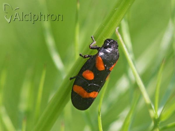 Cercopis sanguinolenta