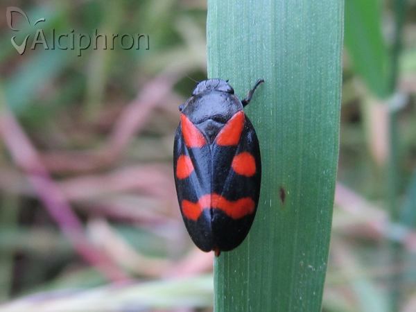 Cercopis sanguinolenta