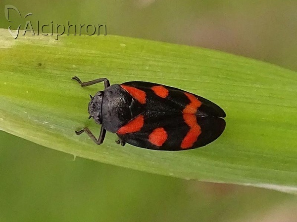 Cercopis sanguinolenta