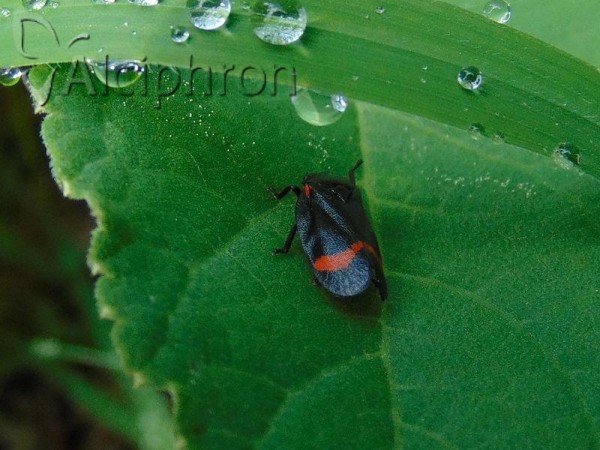 Cercopis sanguinolenta