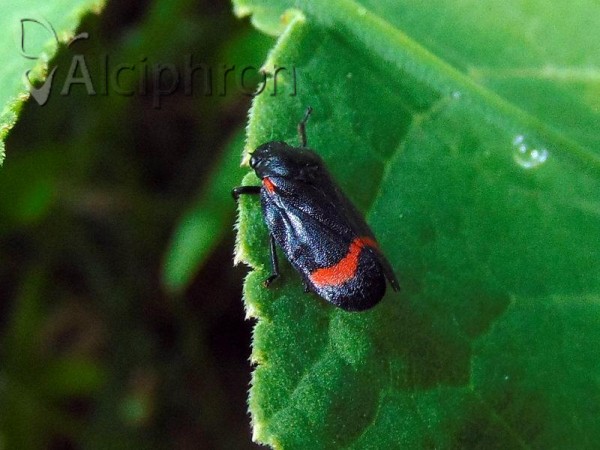Cercopis sanguinolenta