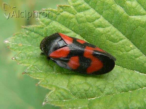 Cercopis vulnerata