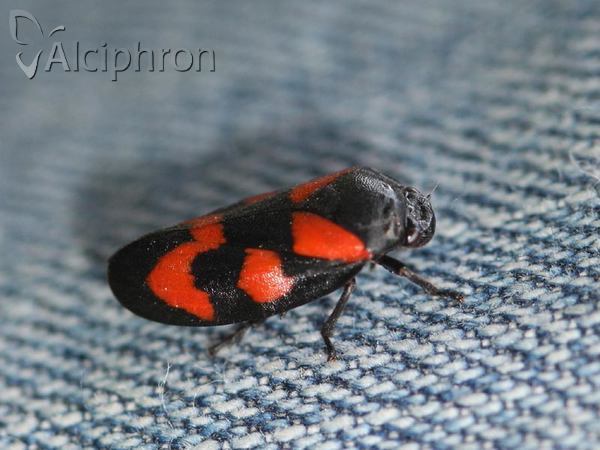 Cercopis vulnerata