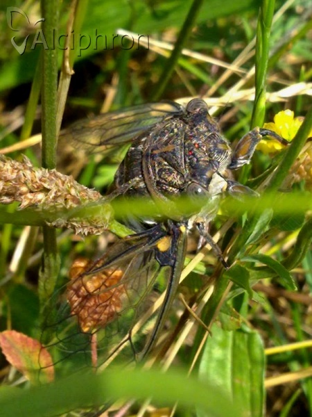 Lyristes plebejus