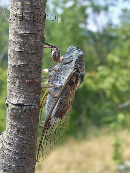 Lyristes plebejus