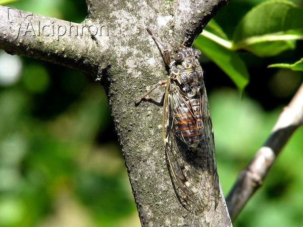 Cicada orni
