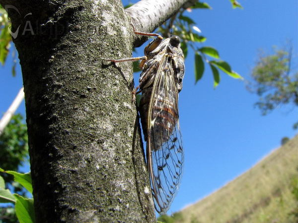 Cicada orni
