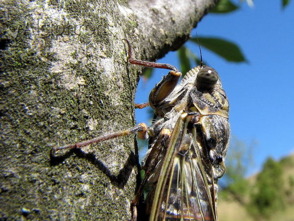 Cicada orni