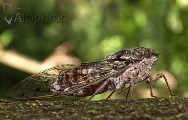 Cicada orni