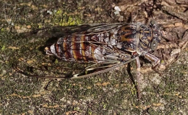 Cicada orni
