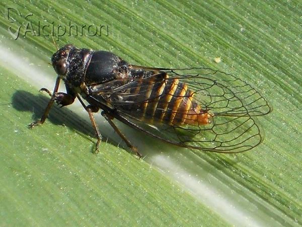 Pagiphora annulata
