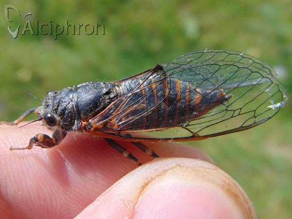 Cicadetta montana