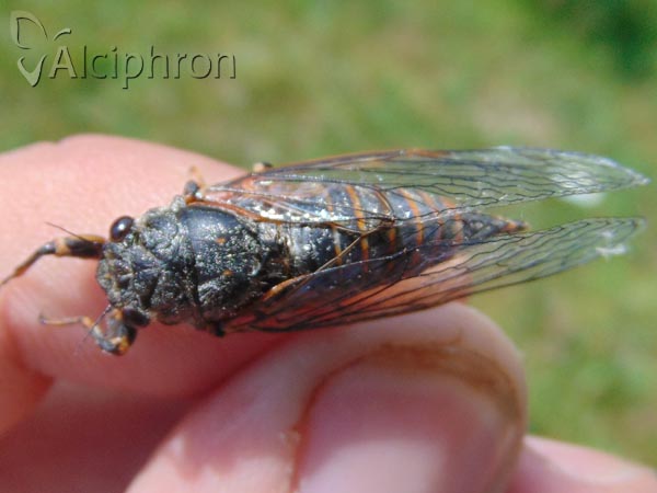 Cicadetta montana