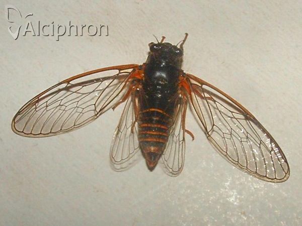 Tibicina haematodes