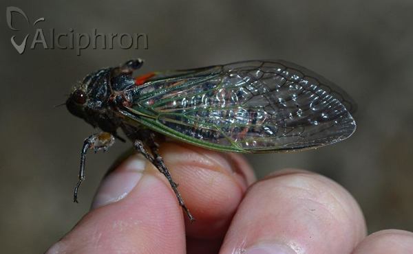 Tibicina haematodes