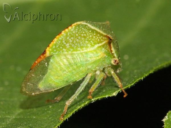 Stictocephala bisonia