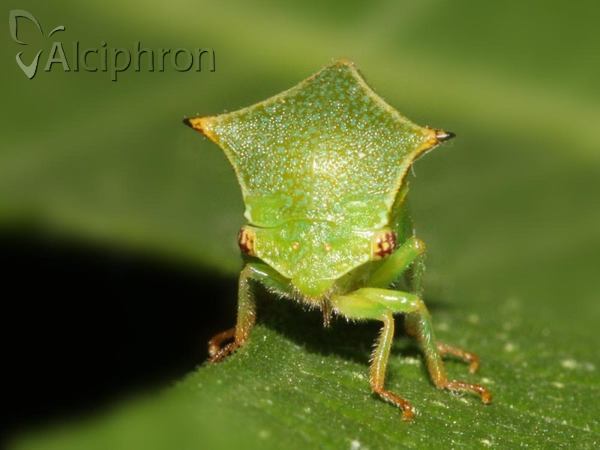 Stictocephala bisonia
