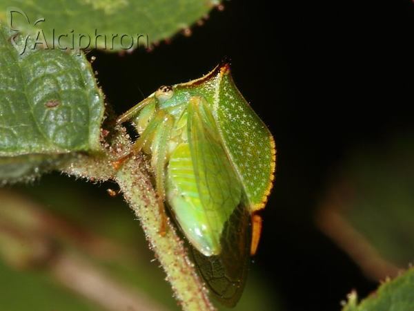 Stictocephala bisonia