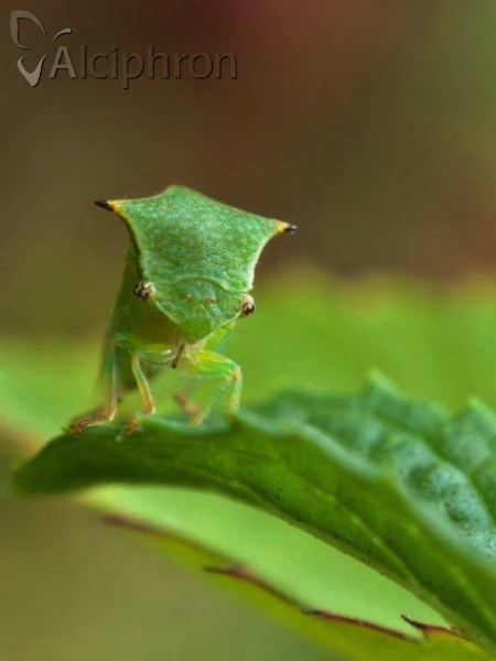 Stictocephala bisonia