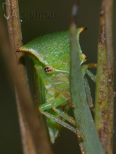 Stictocephala bisonia