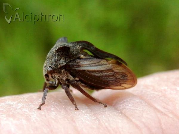 Centrotus cornutus